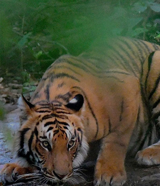 Tiger sighting during a Jim Corbett jungle safari
