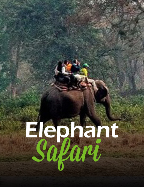 Elephant Safari