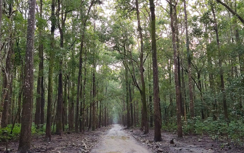 Dhikala Zone Jim Corbett, Best Safari Zone in jim Corbett