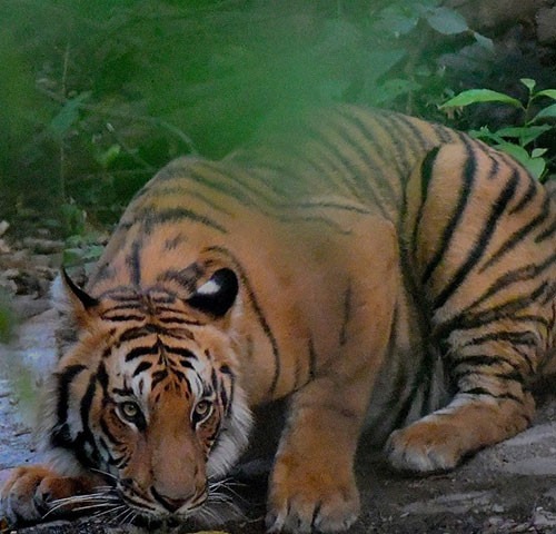 Royal Bengal Tiger in Jim Corbett National Park