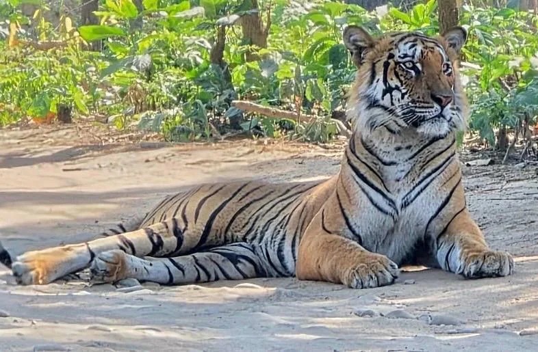 Sorrow in Corbett : Phanto Zone Tiger 'Bhola' Passes Away at Dhela Rescue Centre
