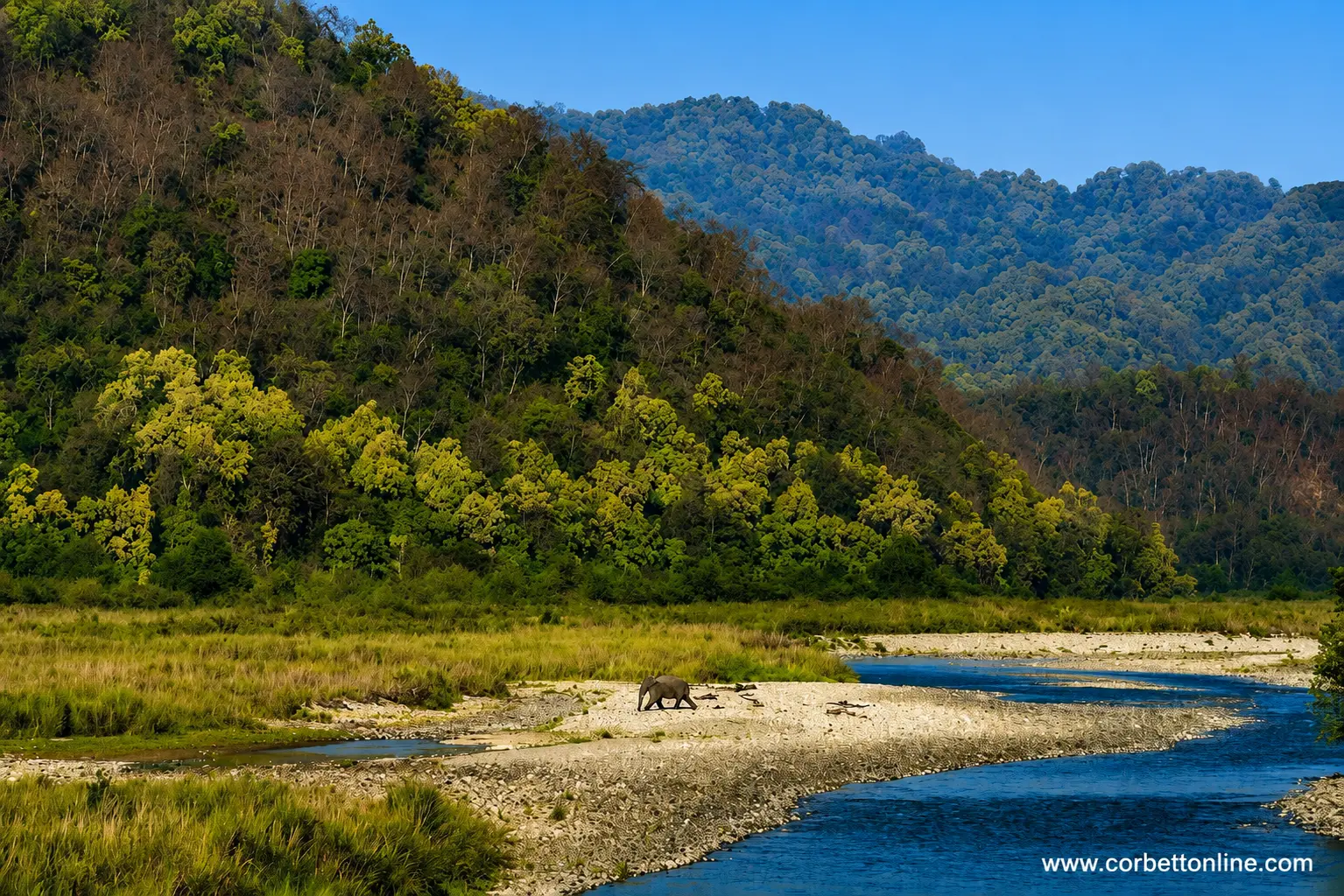 Dhikala Zone, Jim Corbett