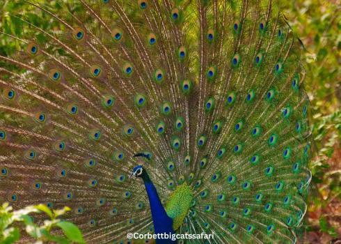 Zone by Zone: Which Jim Corbett Safari Zone is best for you in 2026?