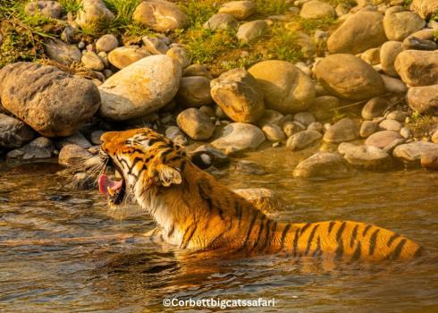 Jim Corbett vs Ranthambore: Which Tiger Reserve You Should Visit in 2026