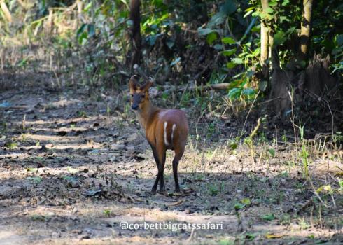 Jim Corbett Family Package: 2N/3D Itinerary with Safari + Stay