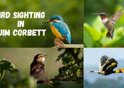 Best Bird Sighting zones in Jim Corbett National Park