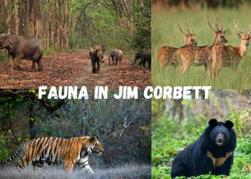 Fauna In Jim Corbett