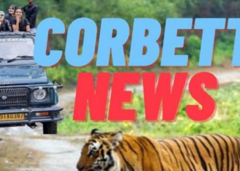 Forest departs in search of injured tiger in Corbett's Phato Zone