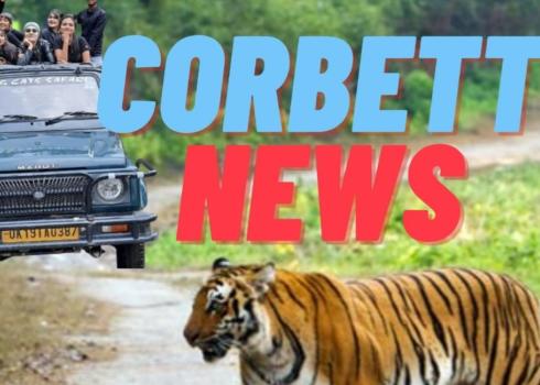 Tigress Found Dead in Corbett In Fight With Elephant