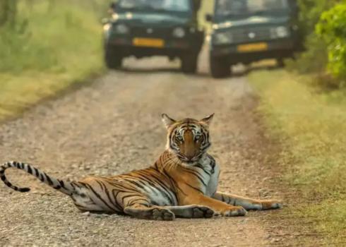 Phato Zone Safari – Best Place for Tiger Sightings in Jim Corbett