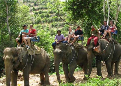 Elephant Safari Resume In Corbett Tiger Reserve