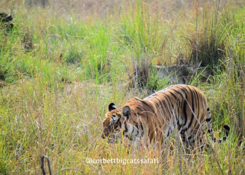 One of the Best Tiger Spotting Zones in Jim Corbett and Wildlife Adventure