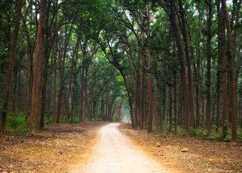 Backpacker’s Guide to Jim Corbett National Park: Everything You Need to Know