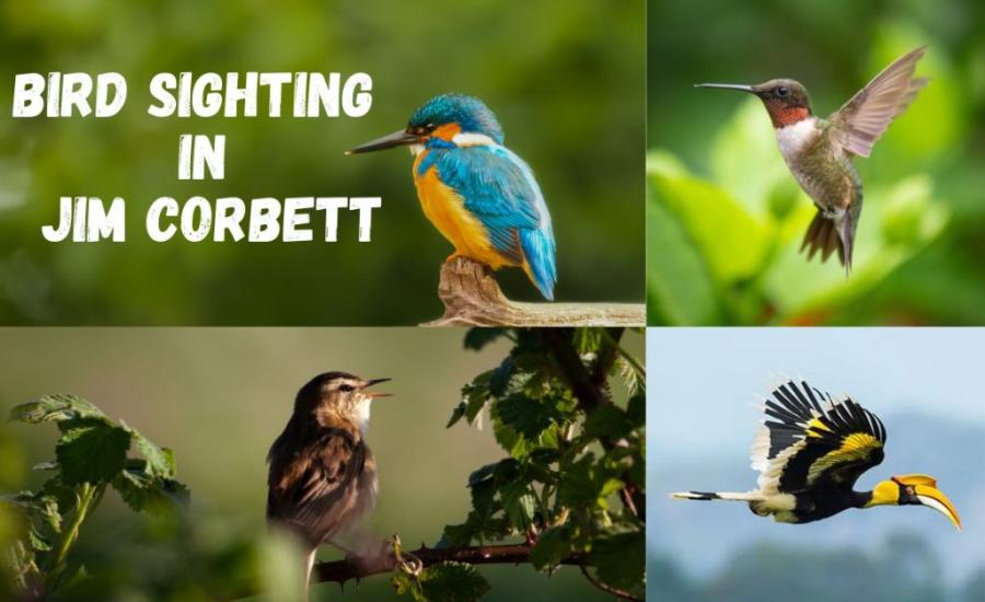 Best Bird Sighting zones in Jim Corbett National Park